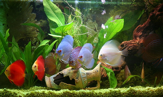 Diskus, Fisch, tropisch, HD-Hintergrundbild HD wallpaper