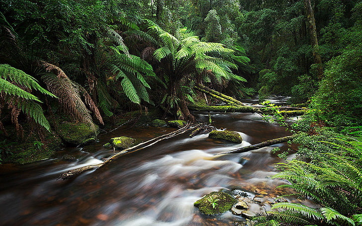 Nelson River Tasmania Australia Jungle Thick Green Vegetation, Forest Fern Fallen Trees And Green Moss Beautiful Hd Wallpaper, HD wallpaper