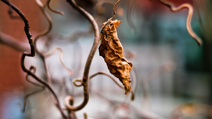 dried leaf, twigs, leaves, nature, plants, HD wallpaper