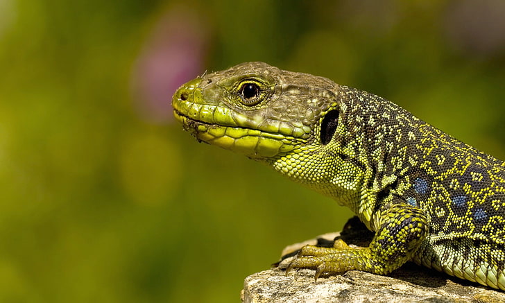 green and black lizard, lizard, color, stone, reptile, crawling, head, HD wallpaper