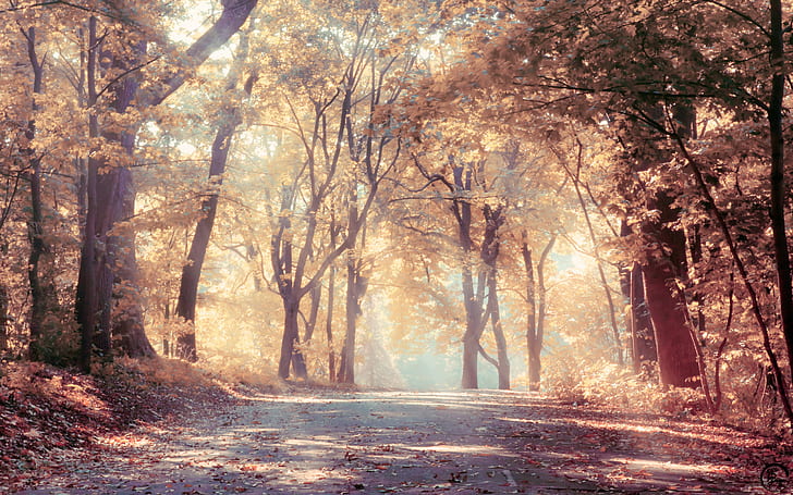 árboles, camino, otoño, luz solar moteada, naturaleza, Fondo de pantalla HD
