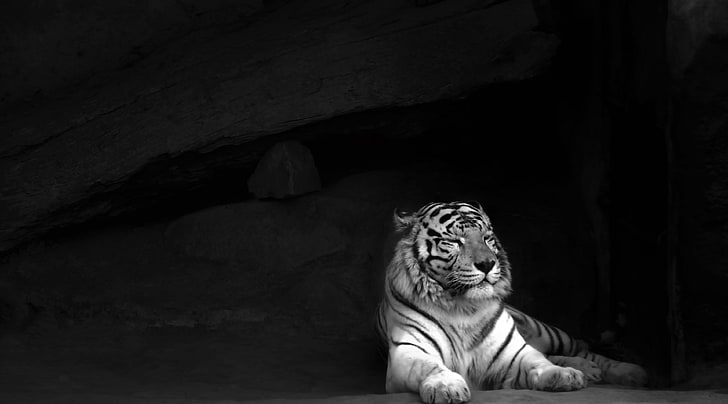 Tiger, white tiger, Black and White, HD wallpaper