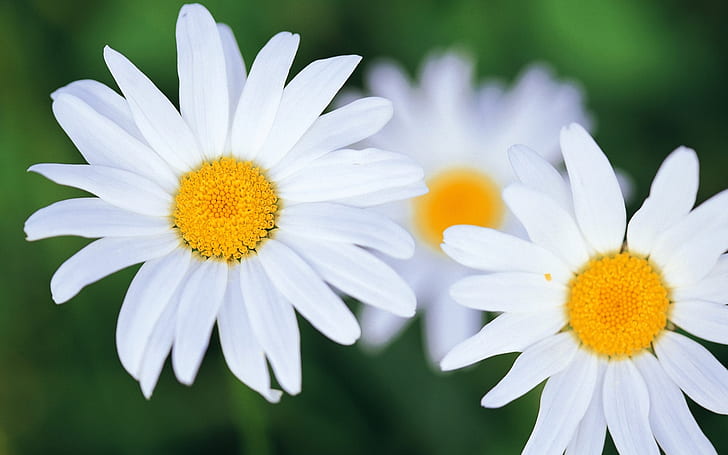زهور بيضاء ، بيضاء ، زهرة، خلفية HD