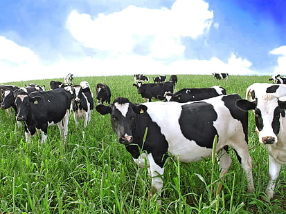 Кравите са навън., Поле, крави, небе, трева, животни, HD тапет HD wallpaper