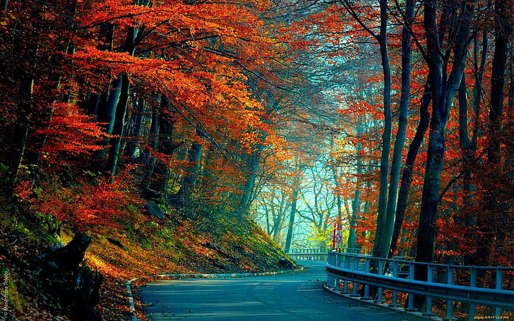 maple trees, autumn, road, leaves, HD wallpaper