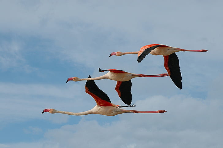 Vôo de flamingos, flamingos, pássaros, voo, foto, HD papel de parede