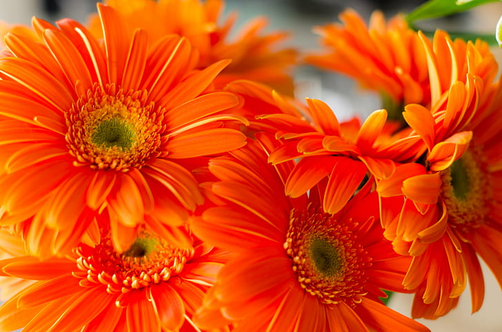 oranye bunga aster, oranye, Aster, foto, bunga, tanaman, alam, gerbera Daisy, kuning, daun bunga, daisy, close-up, musim panas, kepala bunga, Wallpaper HD