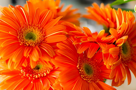 orange Daisies flowers, orange, Daisies, photo, flower, plant, nature, gerbera Daisy, yellow, petal, daisy, close-up, summer, flower Head, HD wallpaper HD wallpaper