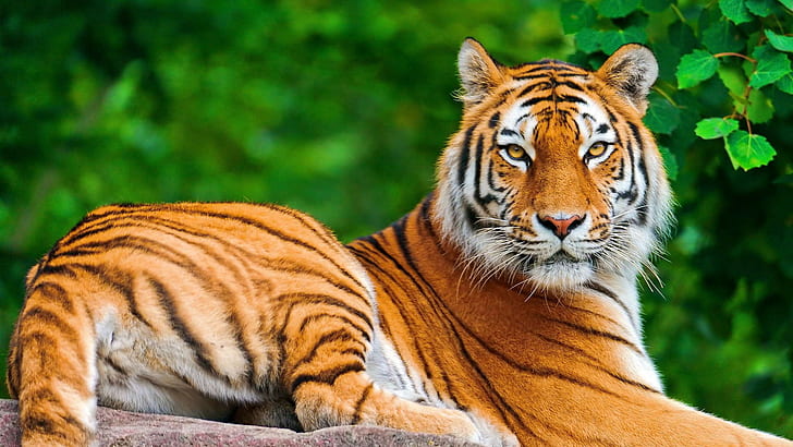 природа, животные, тигр, большие кошки, HD обои
