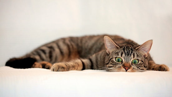 котенок, кошка, кошачьи глаза, мило, смешно, сладко, ложь, животные, HD обои HD wallpaper