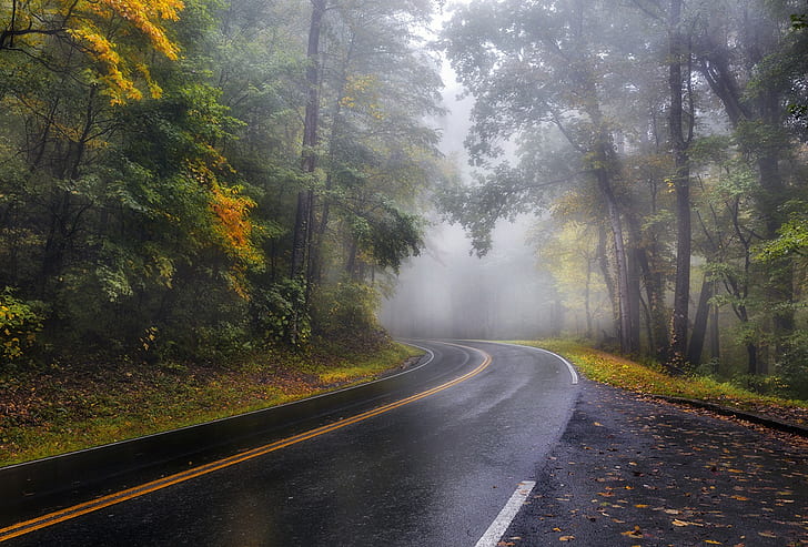 mist, road, landscape, wet street, asphalt, forest, fall, wet, nature, HD wallpaper