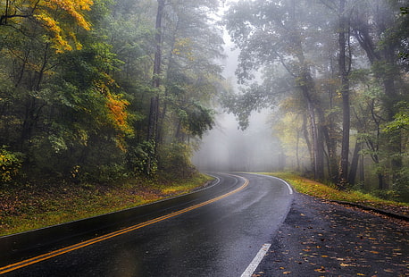 туман, дорога, пейзаж, мокрая улица, асфальт, лес, осень, мокрая, природа, HD обои HD wallpaper