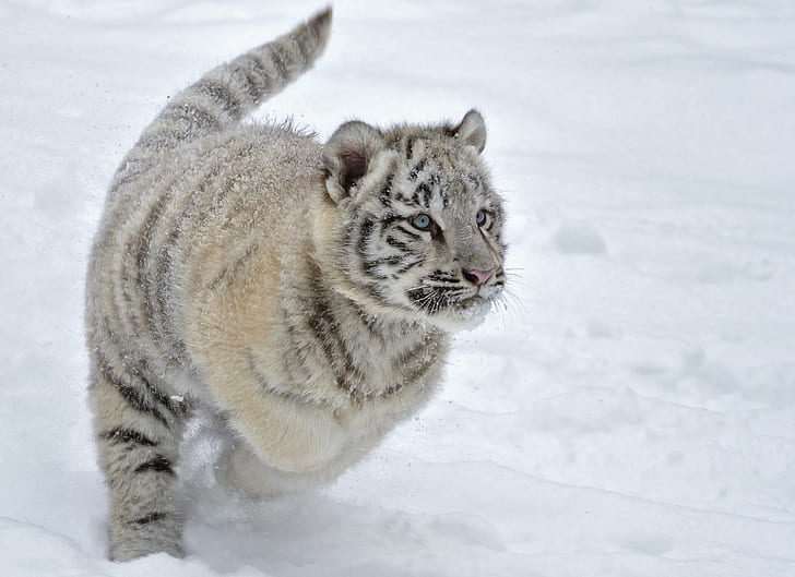 Cats Tigers Cubs Glance Snow Animals за Android, котки, android, животни, малки, поглед, сняг, тигри, HD тапет
