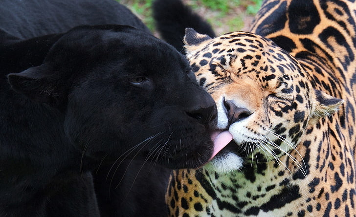 macan tutul coklat, jaguar, macan kumbang, kucing liar, predator, Wallpaper HD