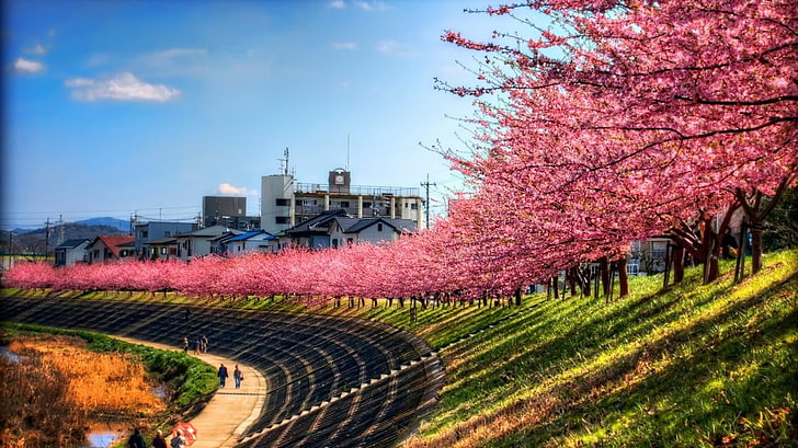 إزهار الكرز ، اليابان ، زهر الكرز، خلفية HD