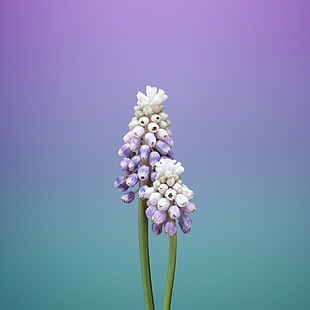 Ios 11 ดอกไม้ Muscari, วอลล์เปเปอร์ HD HD wallpaper