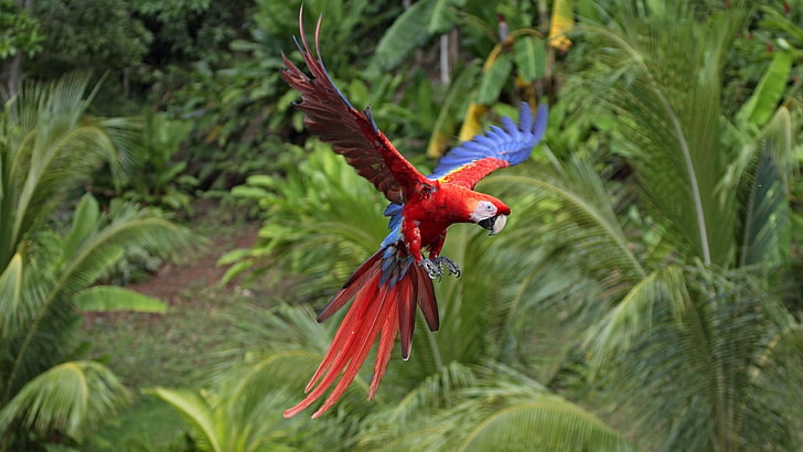 red and blue parrot, macaws, animals, nature, birds, parrot, HD wallpaper