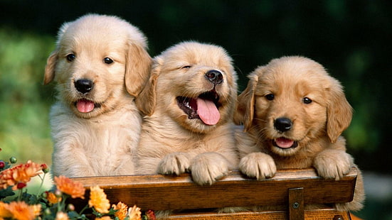 The Cutest Golden Retriever Pups, goldens, tongues, cute, puppies, animals, HD wallpaper HD wallpaper