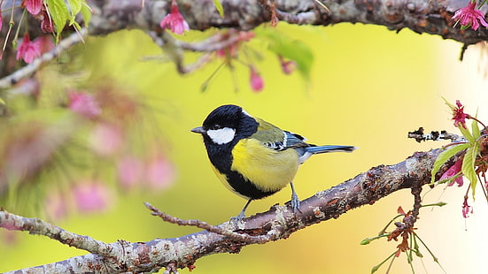 czarno-biały obraz ptaków, kwiaty, przyroda, gałąź, ptaki, sikorki, Tapety HD HD wallpaper