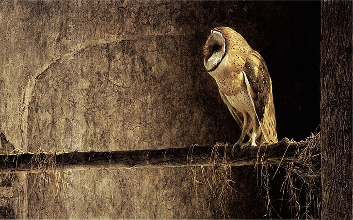 brown owl painting, Birds, Barn owl, Bird, HD wallpaper