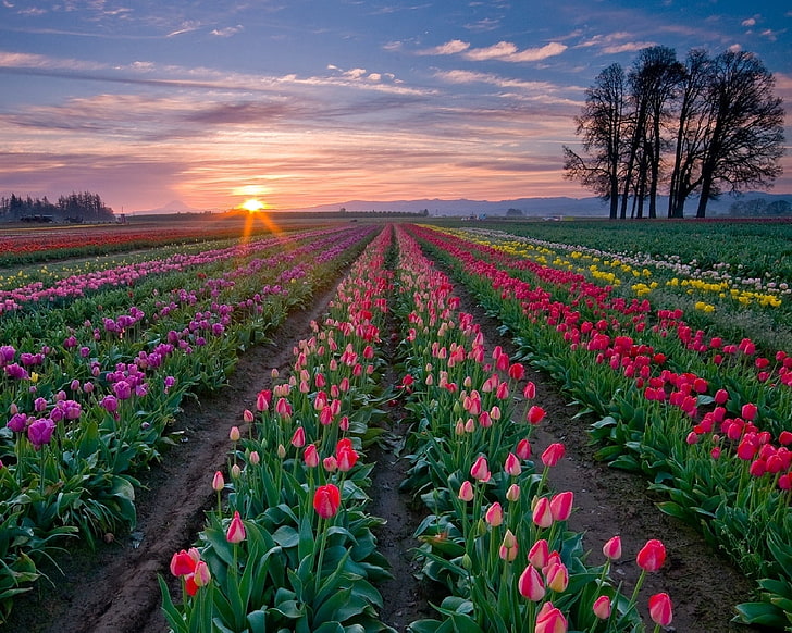 tulip field, tulips, flowers, plantation, rows, trees, sky, sunset, HD wallpaper