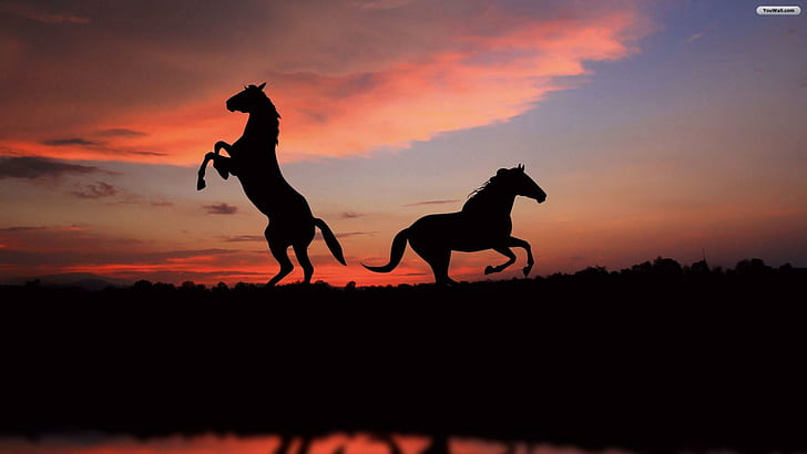 Hästar i solnedgången, äng, sjö, natur, gräs, svarta hästar, solnedgång, hästar, hingstar, moln, natur och landskap, HD tapet