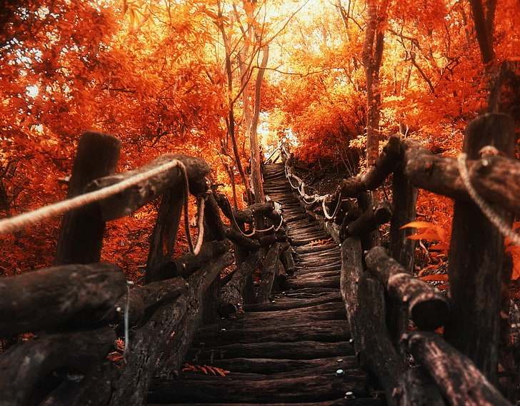 black wooden stair, brown forest staircase, nature, landscape, path, walkway, trees, fall, sunlight, red, HD wallpaper