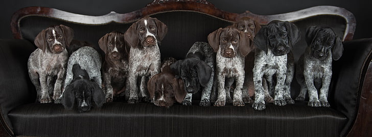perros, cachorros, Drathaar, puntero alemán Wirehaired, Fondo de pantalla HD