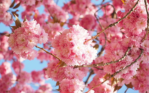 Terra, Sakura, Fiore, Primavera, Sfondo HD HD wallpaper