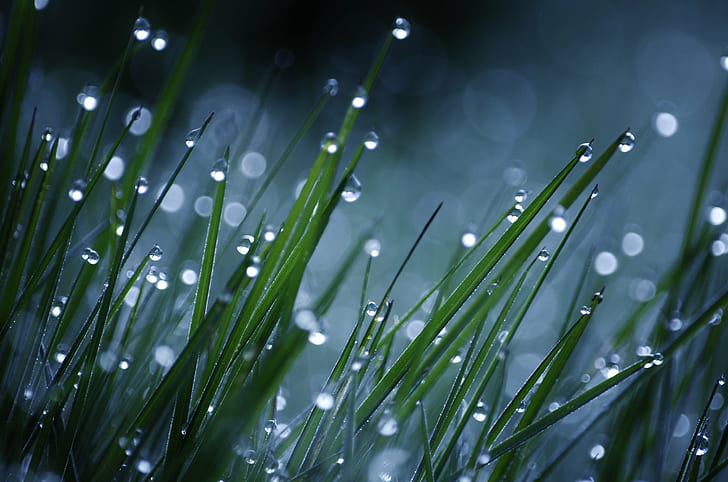 selective photo of green grass with rain drops, solar, lights, selective, photo, green grass, rain, drops, abstract, lamps, lawn  grass, dewdrops, misty, morning, sparkling, bokeh, blue/green, nature, drop, dew, grass, freshness, green Color, wet, close-up, backgrounds, raindrop, plant, macro, water, summer, springtime, HD wallpaper