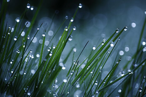selective photo of green grass with rain drops, solar, lights, selective, photo, green grass, rain, drops, abstract, lamps, lawn  grass, dewdrops, misty, morning, sparkling, bokeh, blue/green, nature, drop, dew, grass, freshness, green Color, wet, close-up, backgrounds, raindrop, plant, macro, water, summer, springtime, HD wallpaper HD wallpaper