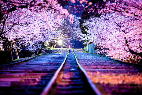cherry blossom, night, the city, lights, spring, Japan, Sakura, April, Kyoto, HD wallpaper HD wallpaper