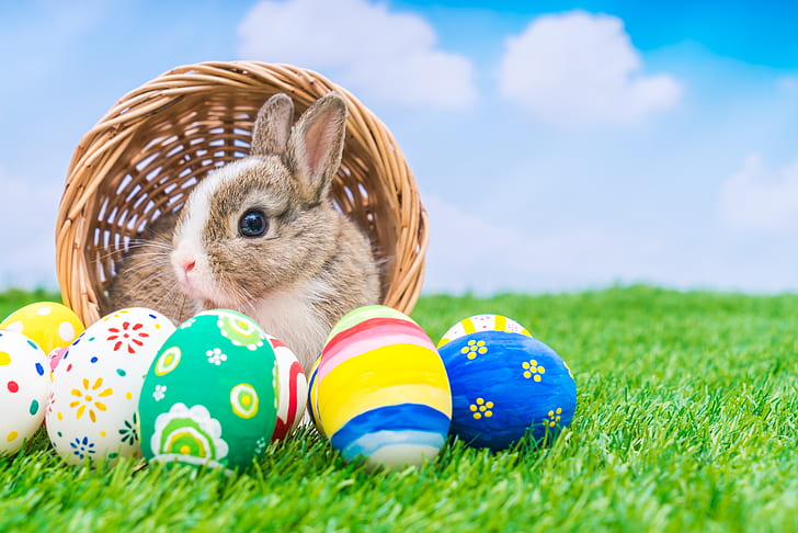 holiday, basket, rabbit, Easter, eggs dyed, HD wallpaper
