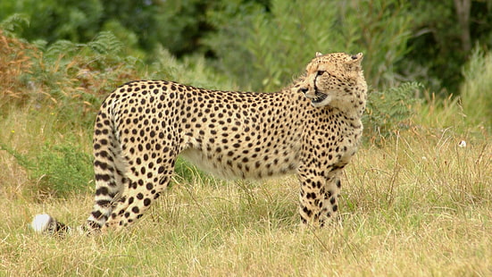dorosły gepard, gepard, trawa, spacer, cętkowany, duży kot, Tapety HD HD wallpaper