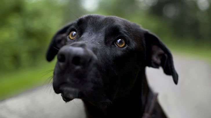 สุนัขสัตว์ลาบราดอร์รีทรีฟเวอร์, วอลล์เปเปอร์ HD