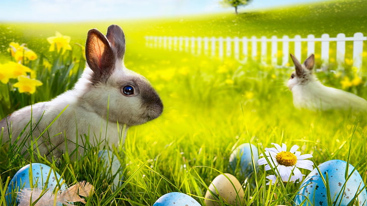 bunny, celebration, rabbit, hare, wood rabbit, mammal, cute, animal, fur, easter, rodent, fluffy, pets, pet, domestic, furry, ear, sitting, funny, studio, tame, HD wallpaper