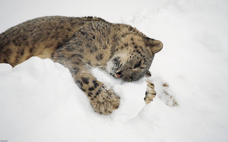 animals, baby animals, leopard, nature, snow, Snow Leopards, HD wallpaper