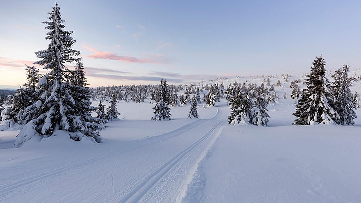 зима, снег, небо, дерево, замерзание, след, пихта, следы, мороз, сосна, европа, хвойные, Лиллехаммер, Норвегия, HD обои