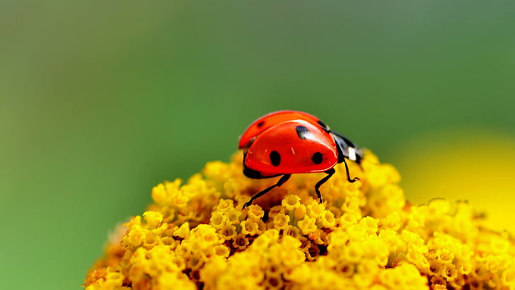 animales, flor, insecto, mariquita, HD tapet