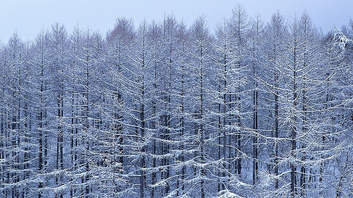 белые лиственные деревья, деревья, ветки, снег, HD обои