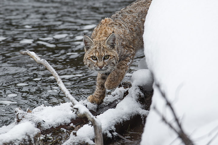 gray and brown wildcat, bobcat, lynx, predator, snow, HD wallpaper
