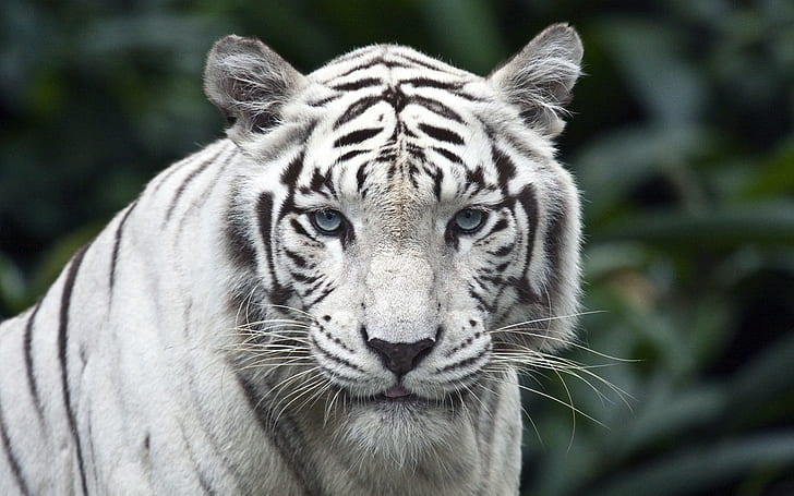 tigre, branco, animais, carnívoro, olhos azuis, caçador, HD papel de parede