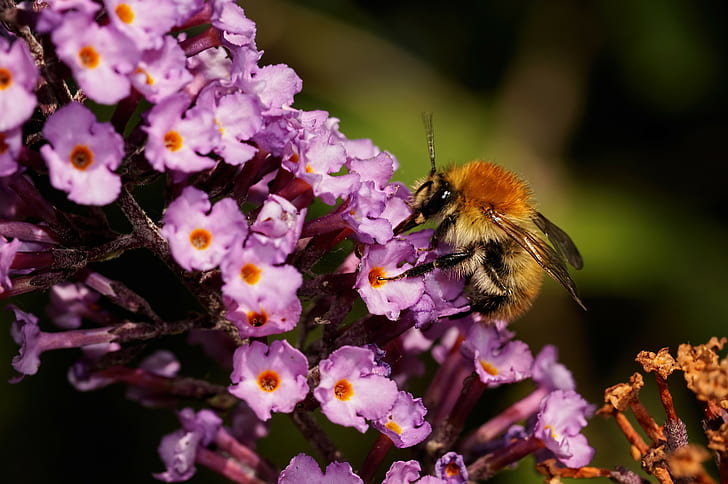 Nature, insect, bumble bee, yellow honeybee, flower, flowers, insect, nature, macro, bumble bee, nectar, HD wallpaper
