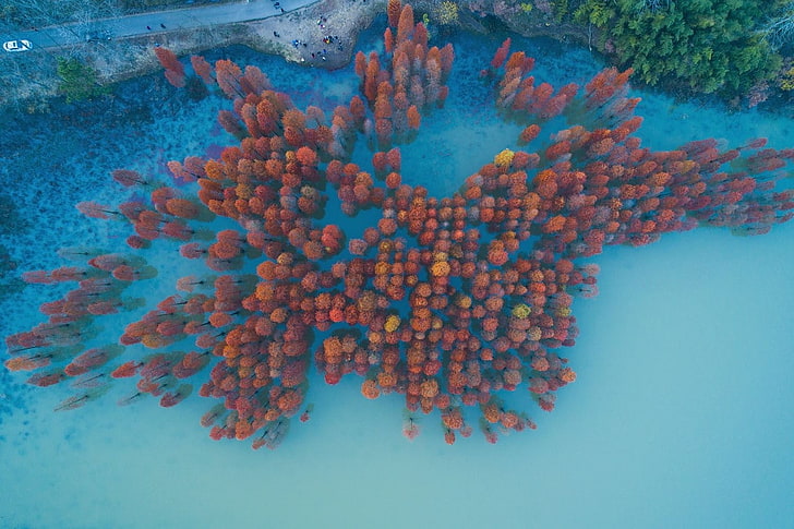 red trees, nature, landscape, China, aerial view, trees, water, fall, forest, road, lake, HD wallpaper