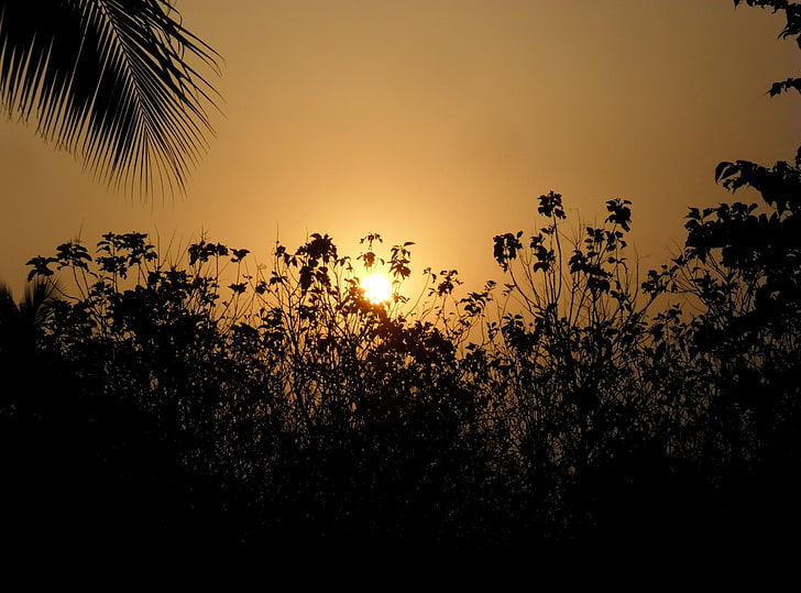 Una calda mattina, silhouette di piante, natura, sole e cielo, estate, alberi, mattina, fotografia, silhouette, dorato, Sfondo HD