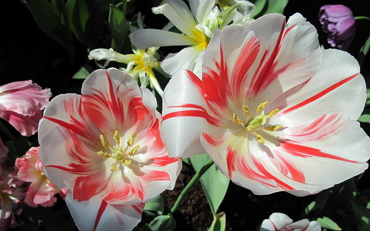 白と赤の花びらの花、チューリップ、花、自然、白い花、植物、 HDデスクトップの壁紙
