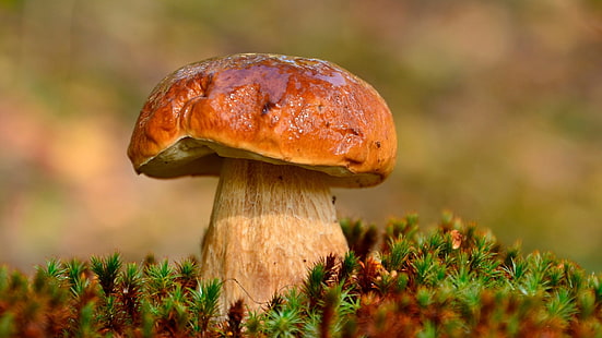 mushroom, boletus edulis, porcini, fungus, edible mushroom, close up, macro photography, HD wallpaper HD wallpaper