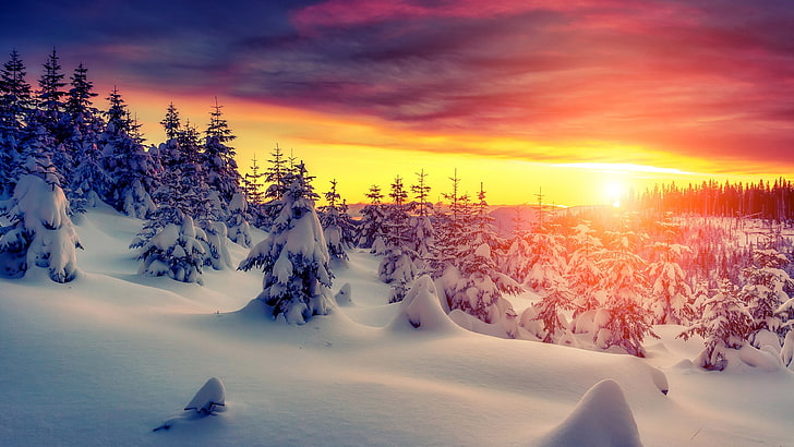 green pine trees, landscape, snow, trees, sunset, HD wallpaper