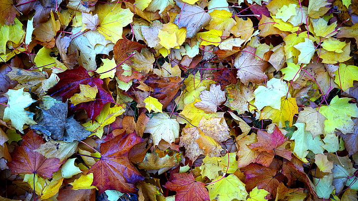 葉、秋、落葉性、紅葉、落ち葉、葉、紅葉、紅葉、落葉、 HDデスクトップの壁紙