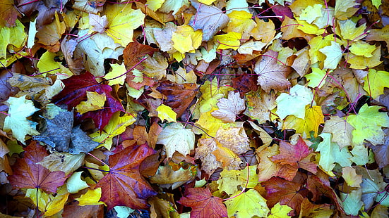löv, höst, lövfällande, höstlöv, fallna löv, löv, höstlöv, höstfärger, avblåsning, HD tapet HD wallpaper